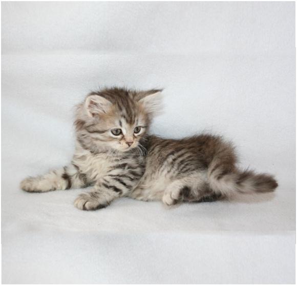 Buy Beautiful Siberian Kittens