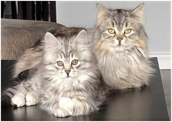 Kittens For Sale In Ontario, Canada