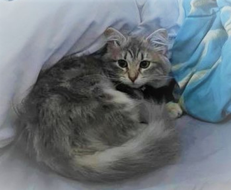 Best Cattery In Oshawa, ON