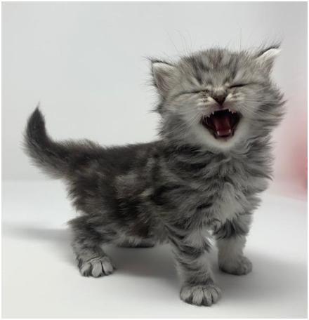 Adorable Siberian Kitten - Marshall