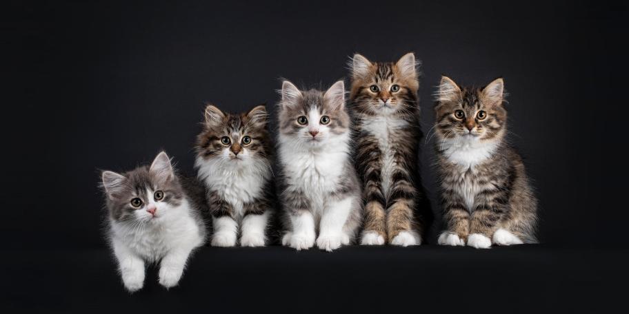 Beautiful Siberian Kittens For Sale